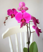 Load image into Gallery viewer, Phalaenopsis Orchid