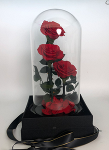 Preserved Rose Dome - triple
