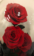 Load image into Gallery viewer, Preserved Rose Dome - triple